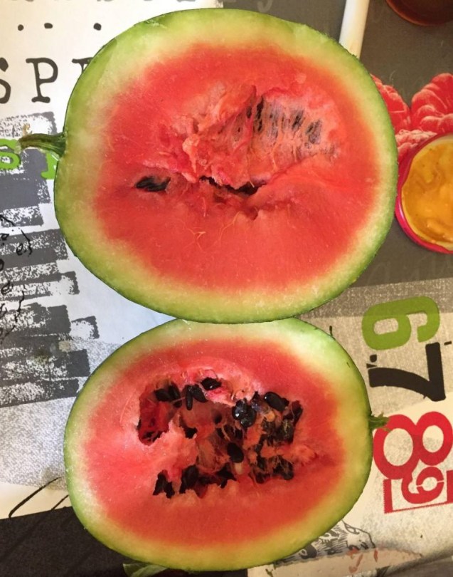 Hold és csillagok görögdinnye, Citrullus lanatus, dinnye, görögdinnye